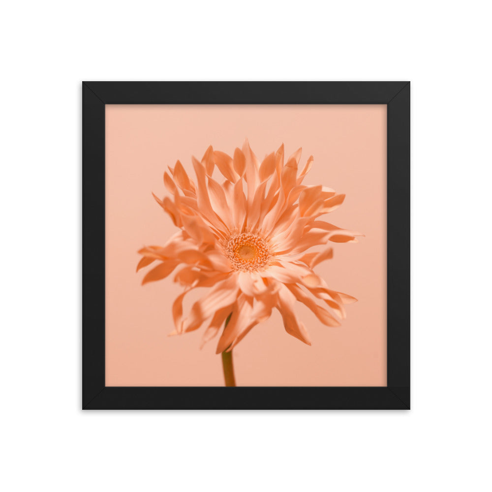 Pink Daisy - Wall Art