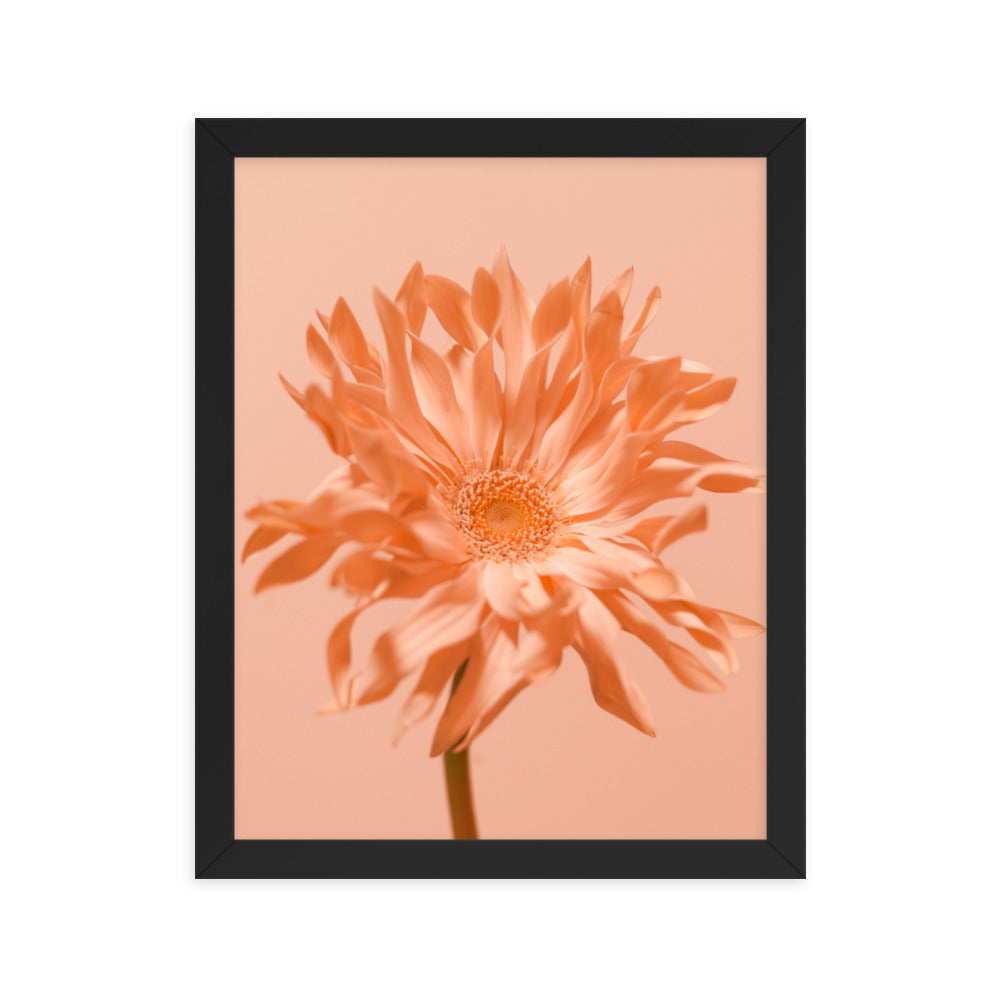 Pink Daisy - Wall Art