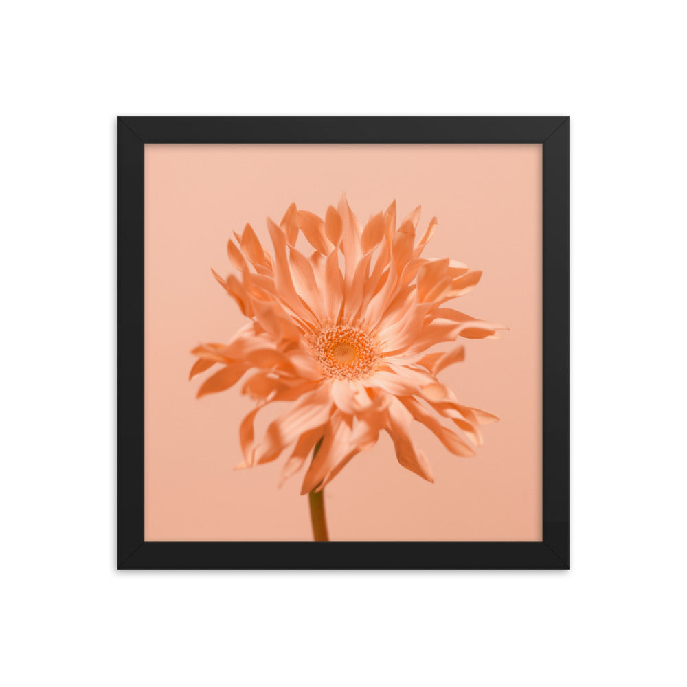 Pink Daisy - Wall Art