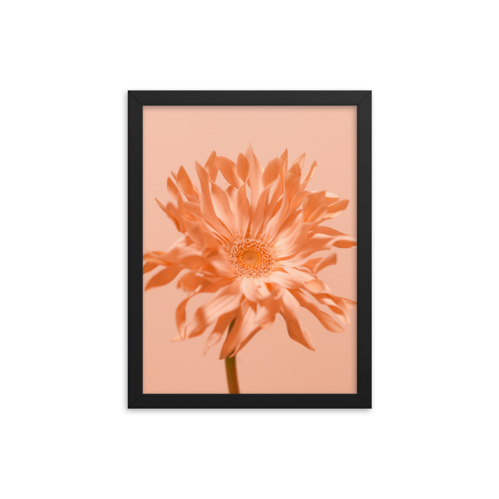 Pink Daisy - Wall Art