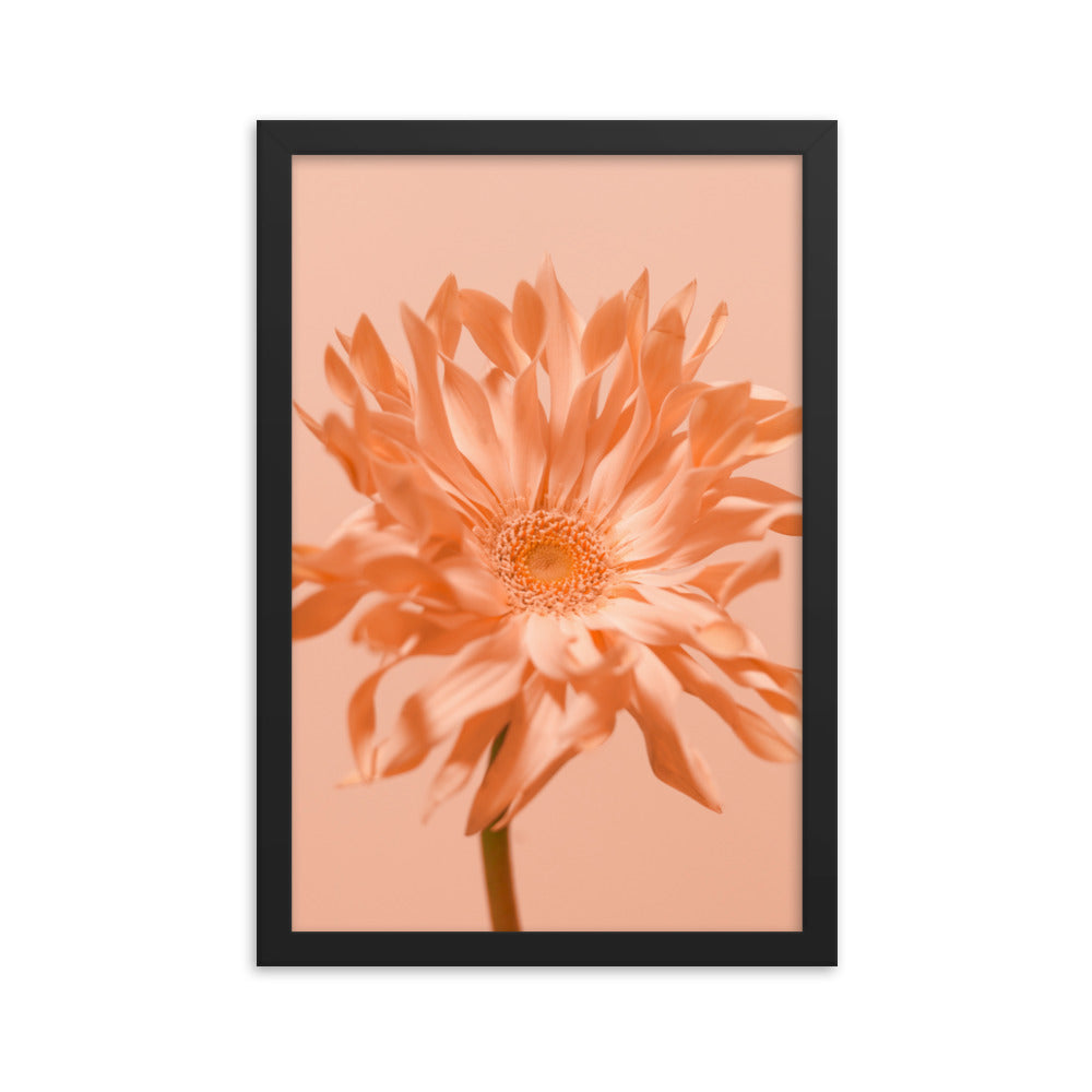 Pink Daisy - Wall Art