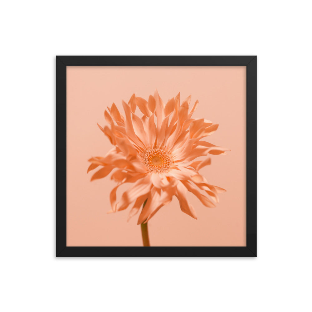 Pink Daisy - Wall Art