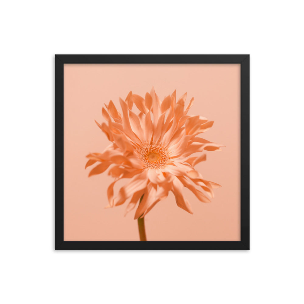 Pink Daisy - Wall Art