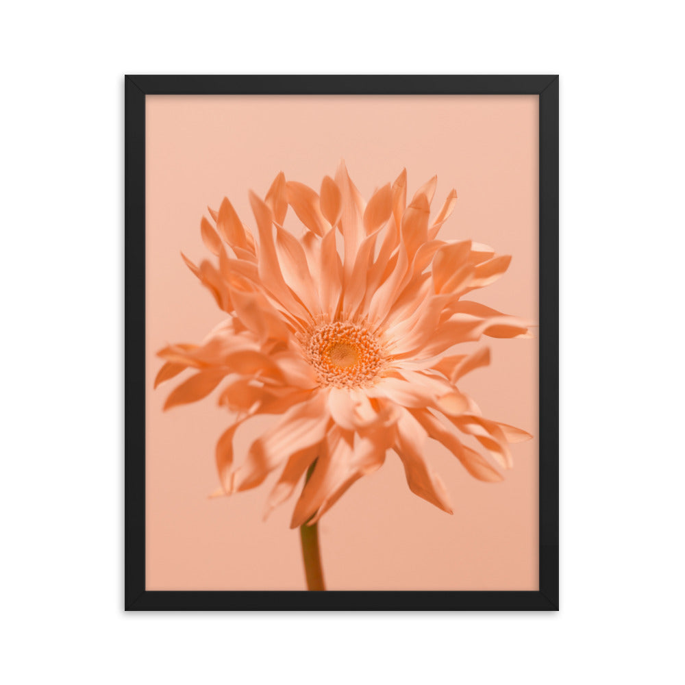 Pink Daisy - Wall Art