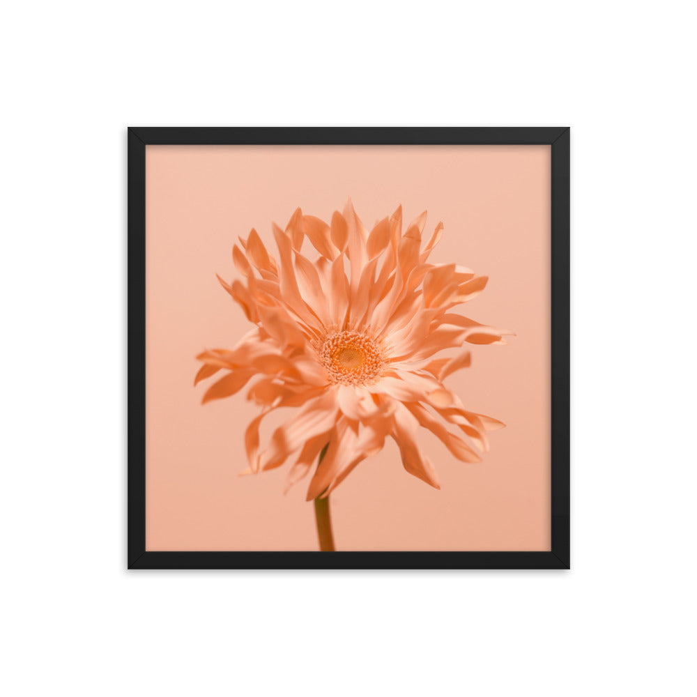 Pink Daisy - Wall Art