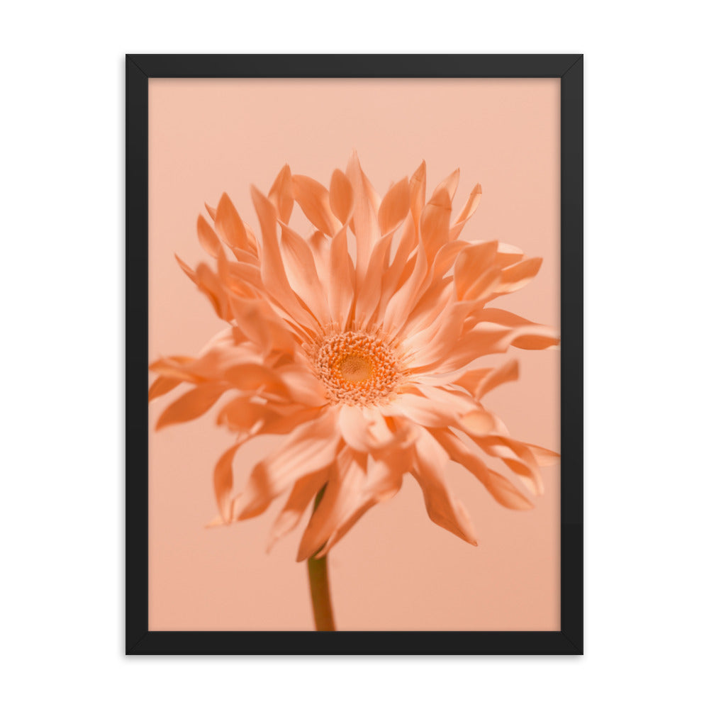 Pink Daisy - Wall Art