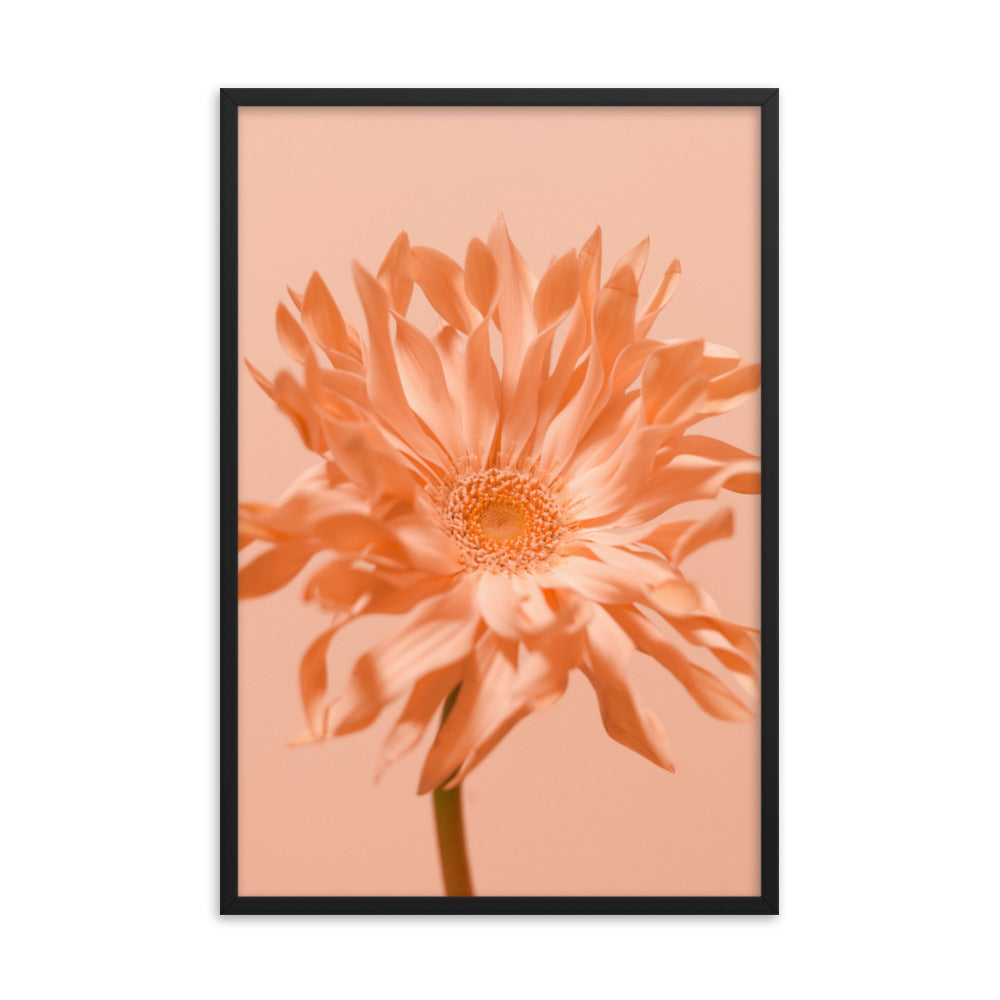 Pink Daisy - Wall Art