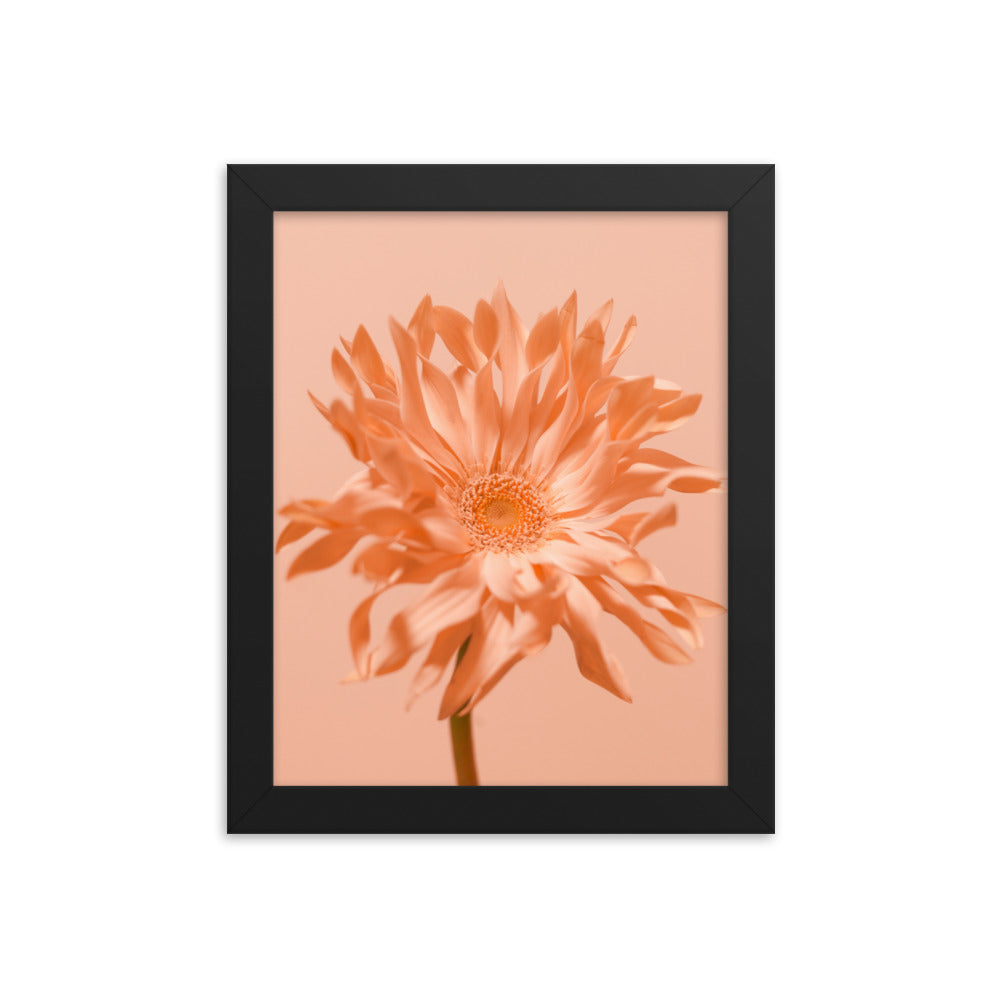 Pink Daisy - Wall Art