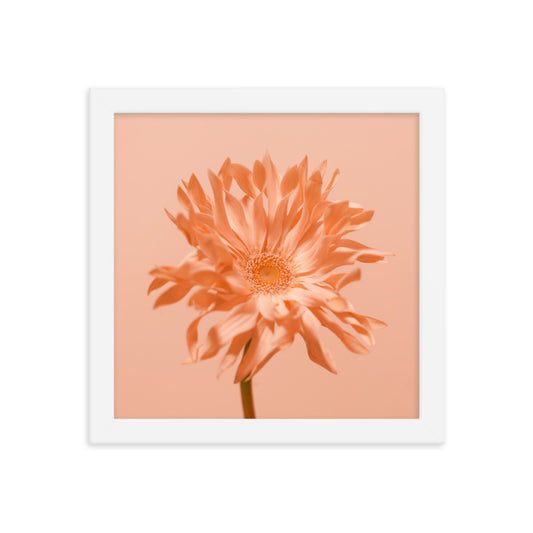 Pink Daisy - Wall Art