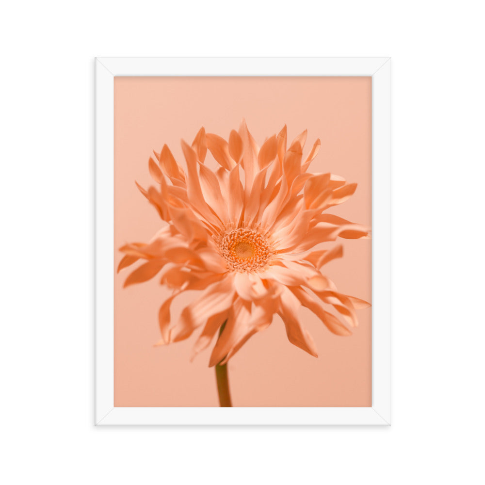 Pink Daisy - Wall Art