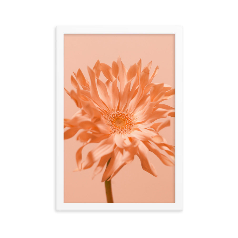 Pink Daisy - Wall Art
