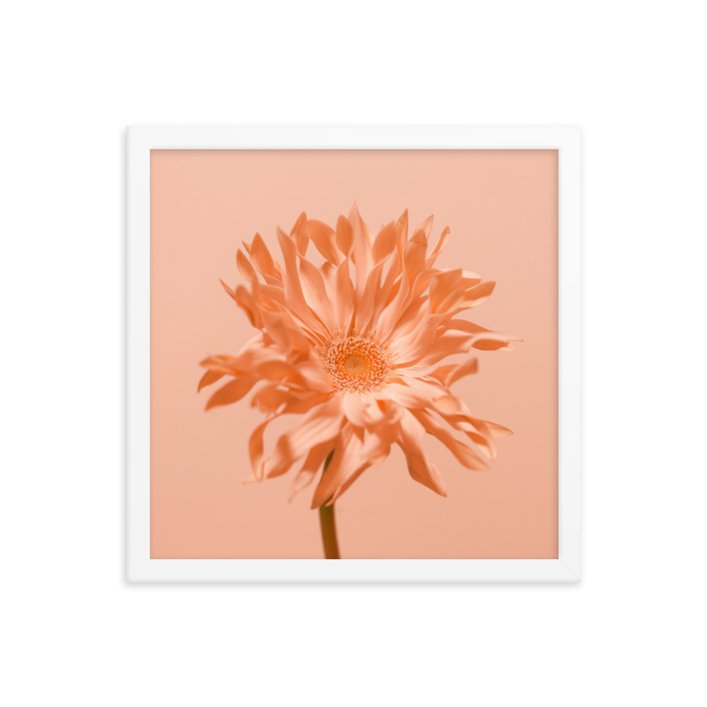 Pink Daisy - Wall Art