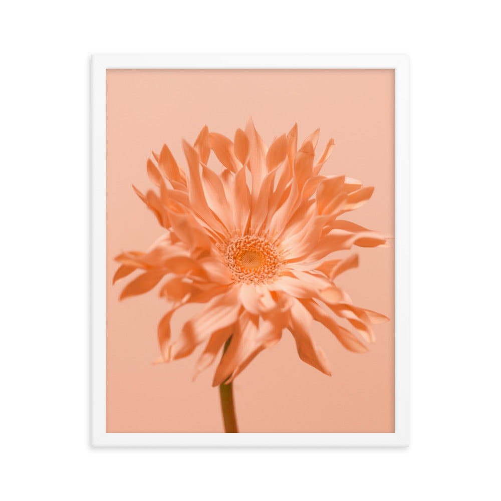 Pink Daisy - Wall Art