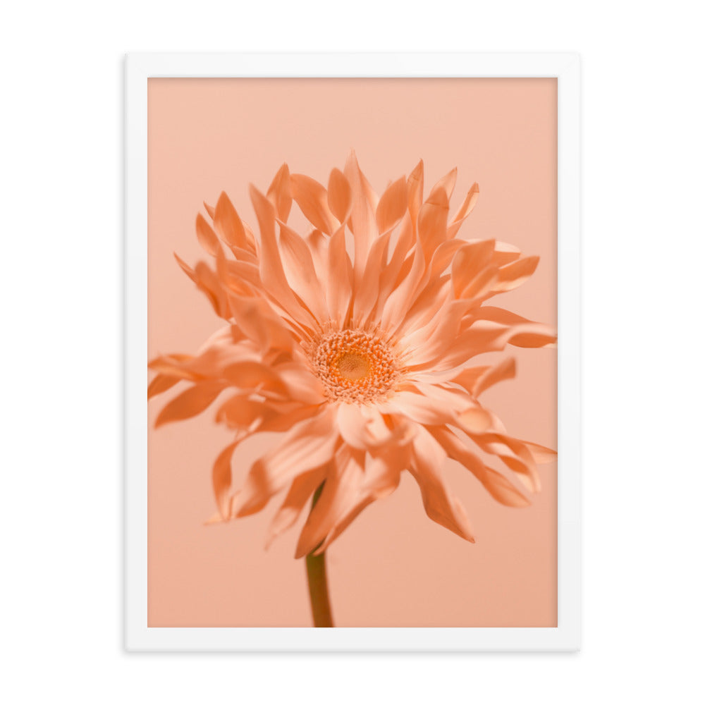 Pink Daisy - Wall Art