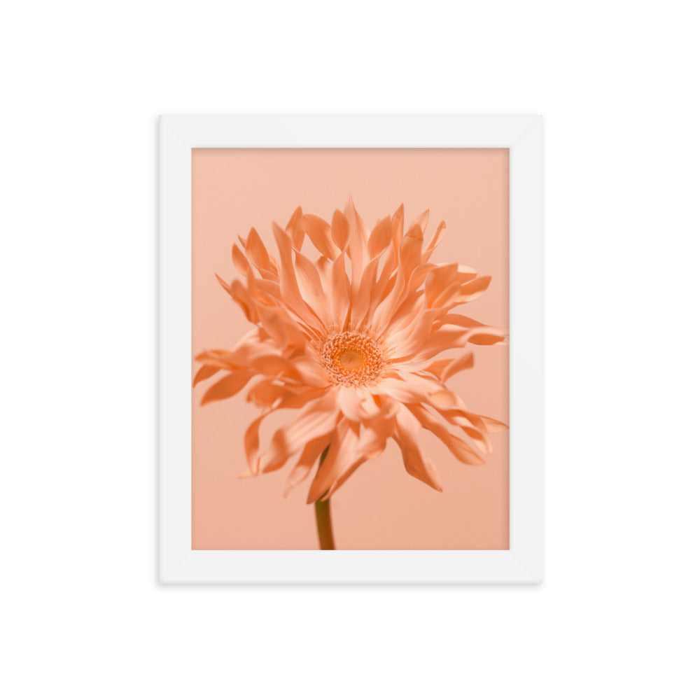 Pink Daisy - Wall Art